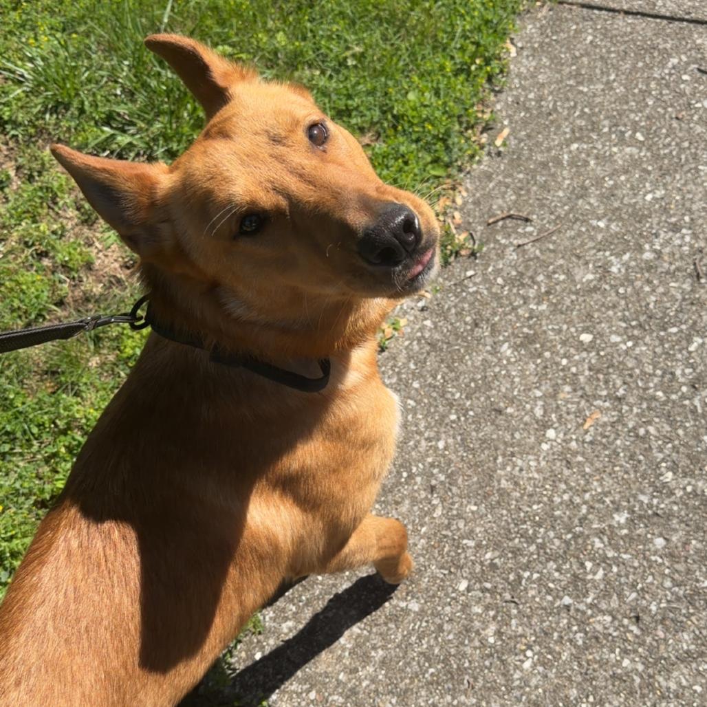 Khaleesi, Adoptable, Young Female German Shepherd Dog & Siberian Husky.