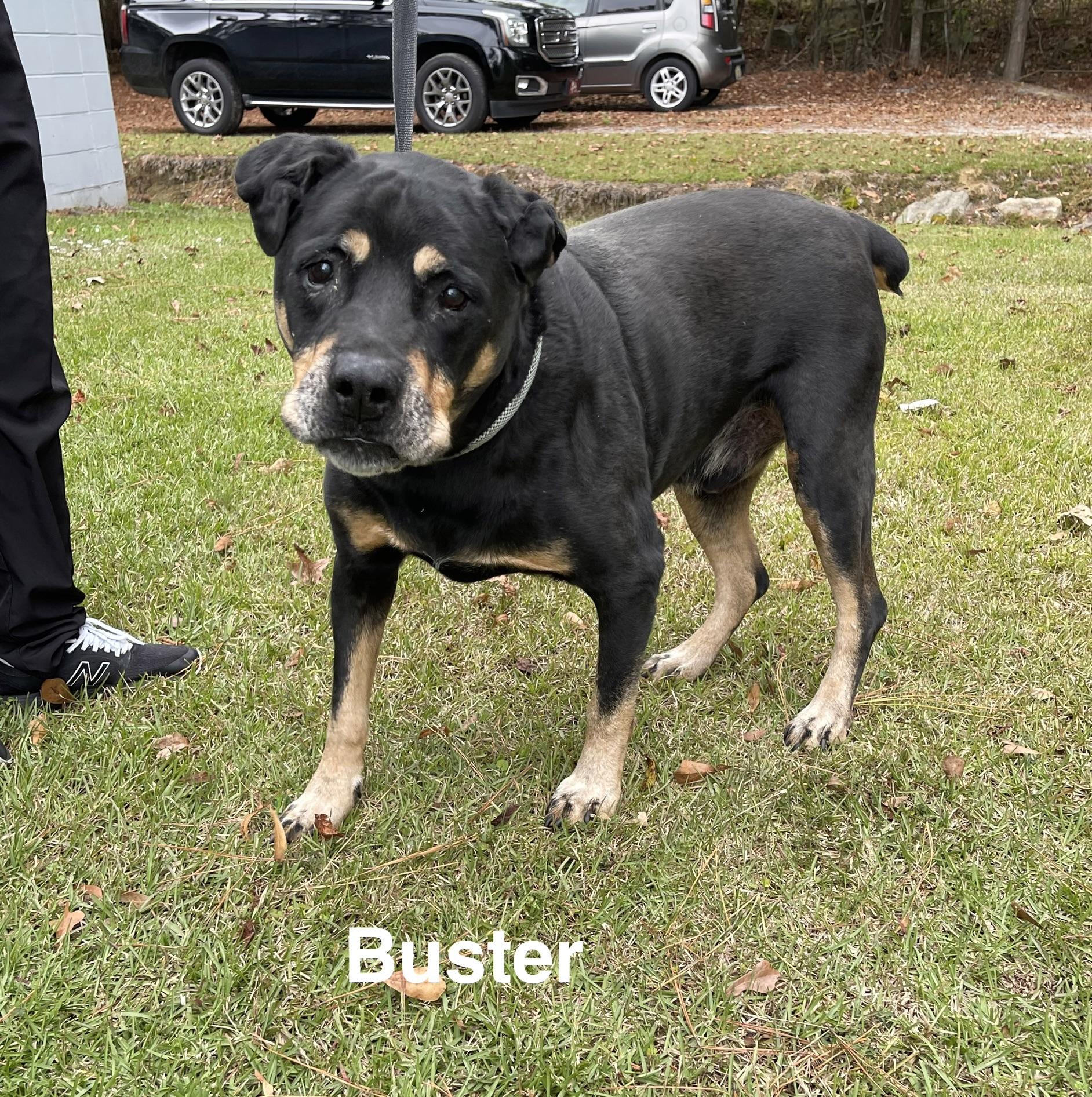 Enlarge Buster, a Adoptable Rottweiler in Alexander City, AL image 1/1