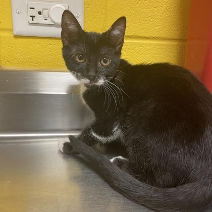 Boomer, Adoptable, Kitten Male Domestic Short Hair & Domestic Short Hair.