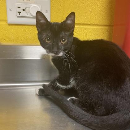 Boomer, a Adoptable mixed breed in Dallas, TX image 2/2