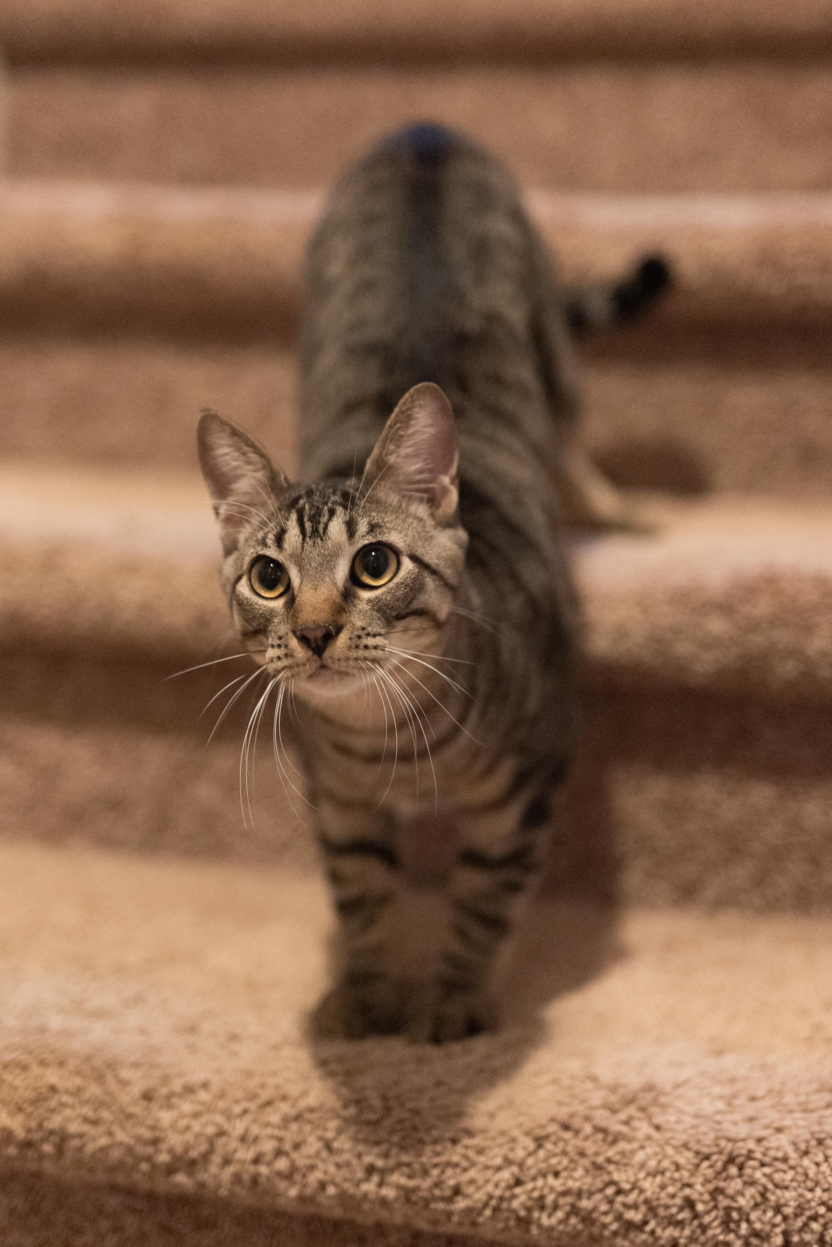 Holstein, adopted, Young Male American Shorthair.