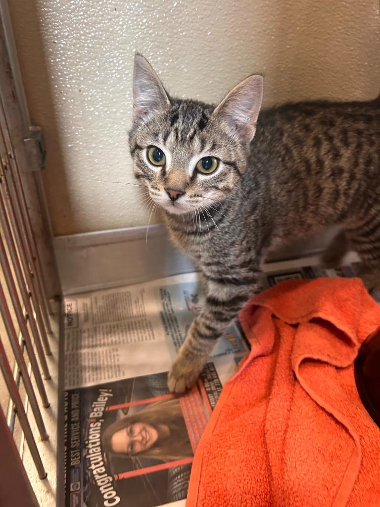 Enlarge Bubbles, a Adoptable Domestic Short Hair in Douglasville, GA image 1/1