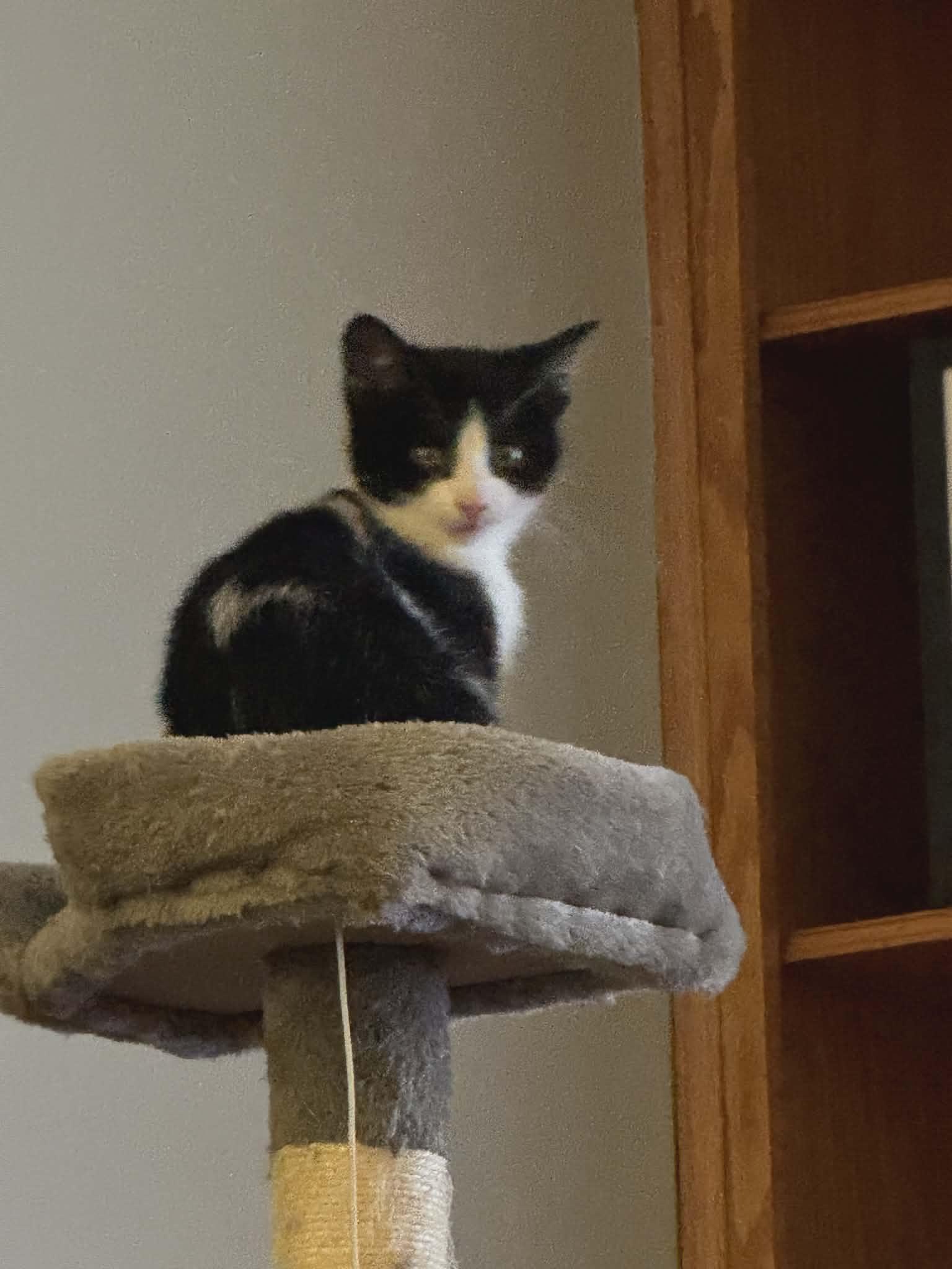 Enlarge Douglas, an adopted Domestic Short Hair in Brantford, ON image 1/2