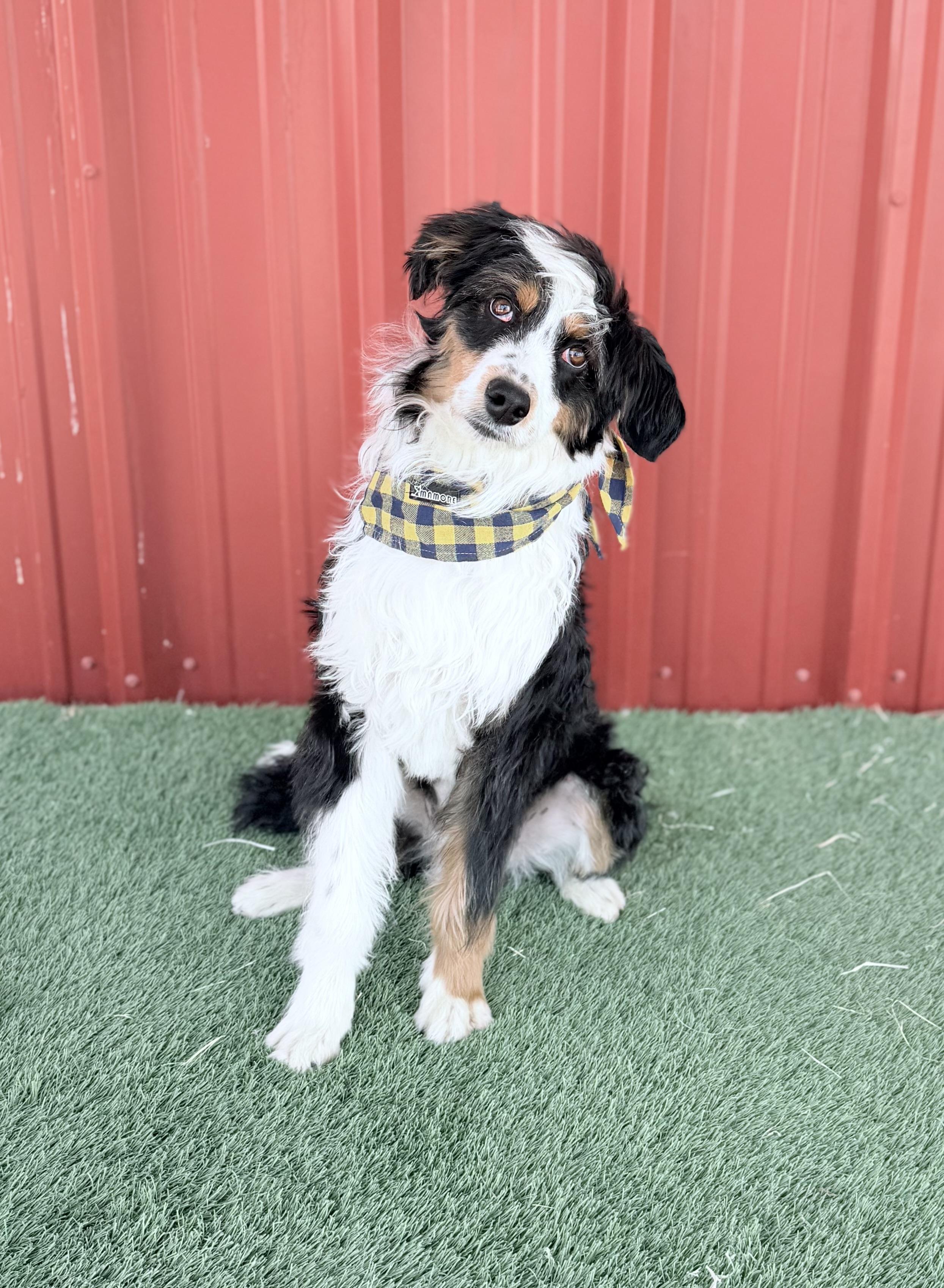 Enlarge BANJO, an adopted mixed breed in Spokane, WA image 4/5