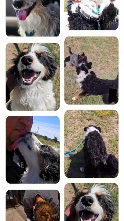Enlarge BANJO, an adopted mixed breed in Spokane, WA video 5/5
