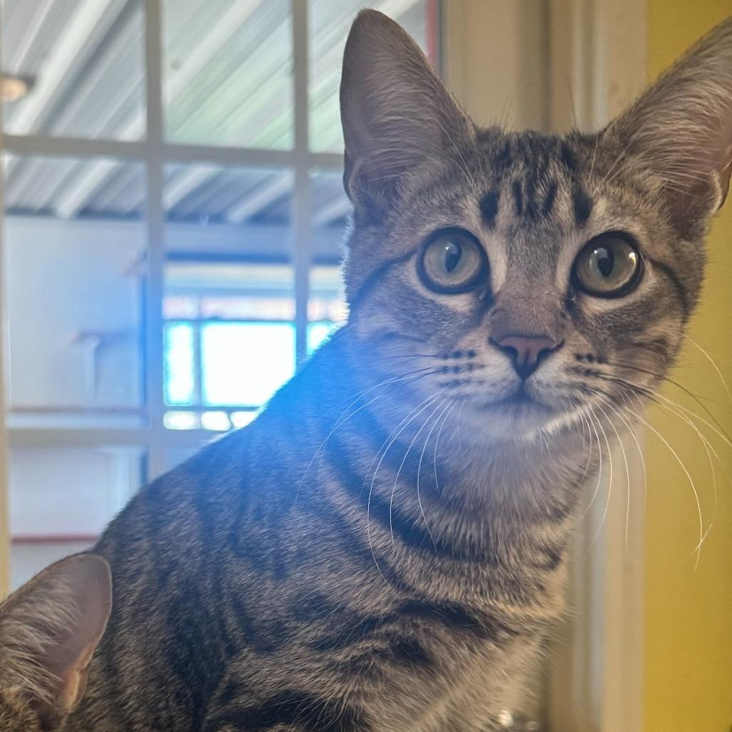 Enlarge Wally, a Adoptable Domestic Short Hair in Tanner, AL image 1/1