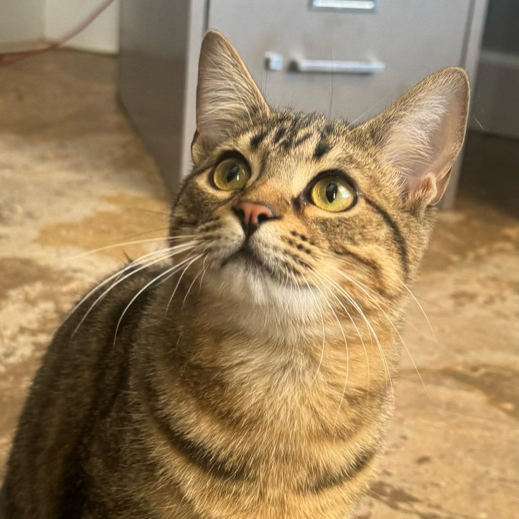 Enlarge Wally, a Adoptable Domestic Short Hair in Tanner, AL image 2/2