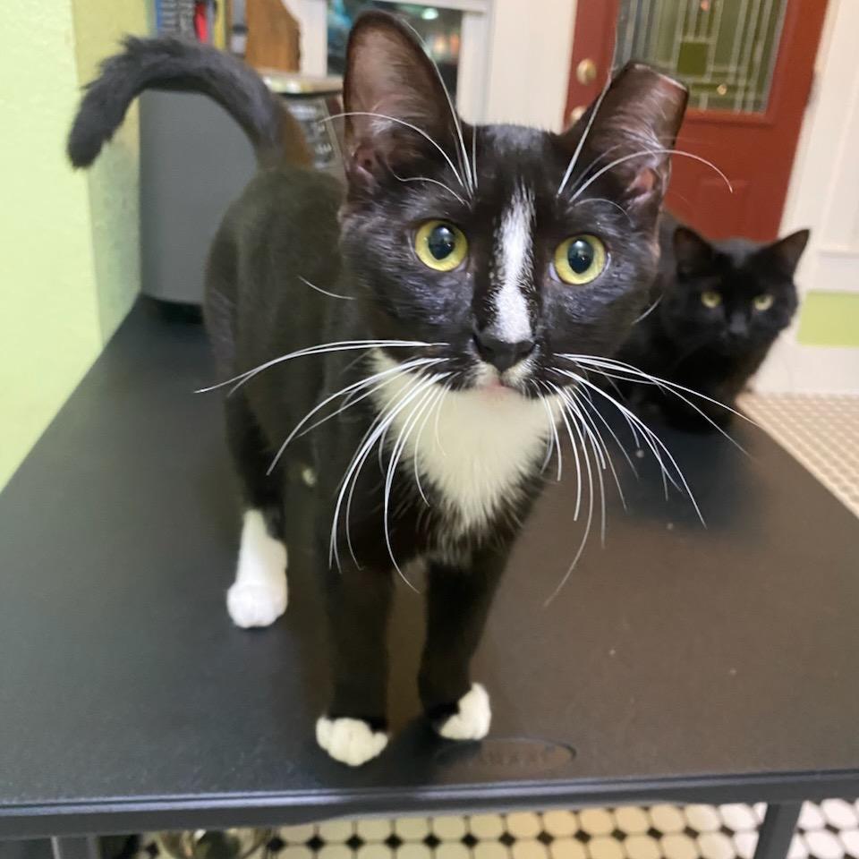 Enlarge Buc-ee, a Adoptable Domestic Short Hair in Waco, TX image 1/1