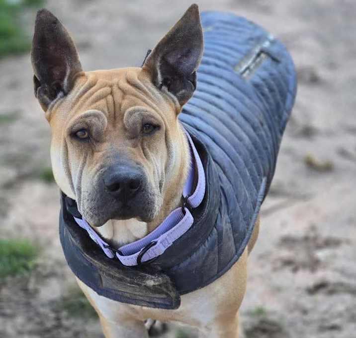 Scrunchie, Adoptable, Adult Female Shar-Pei.