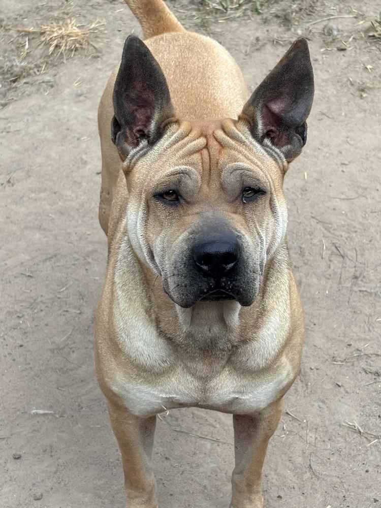 Enlarge Scrunchie, a Adoptable mixed breed in Brookshire, TX image 2/5