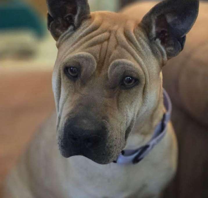 Enlarge Scrunchie, a Adoptable mixed breed in Brookshire, TX image 2/4