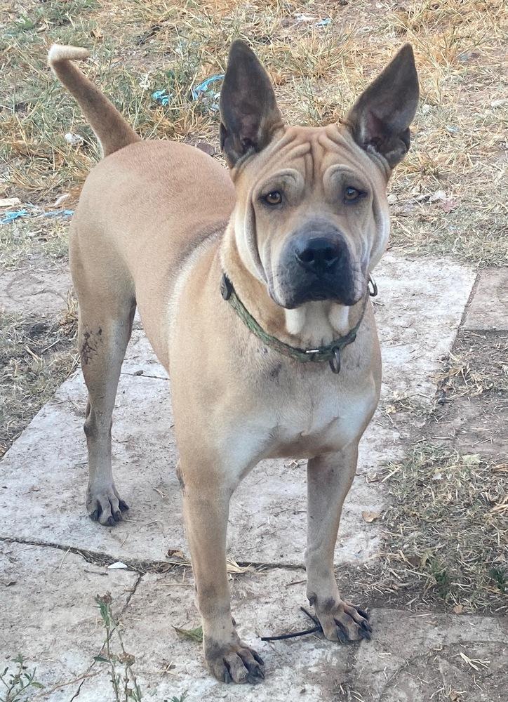 Enlarge Scrunchie, a Adoptable mixed breed in Brookshire, TX image 4/4