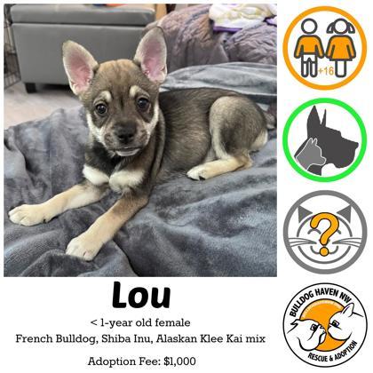 LOU, ADOPTABLE, Puppy Female French Bulldog & Shiba Inu.