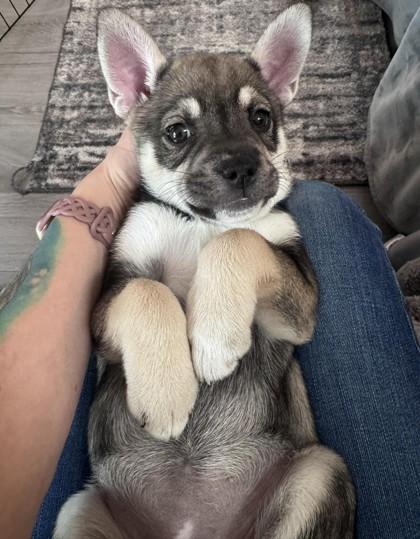 Enlarge LOU, a ADOPTABLE mixed breed in Bonney Lake, WA image 2/2