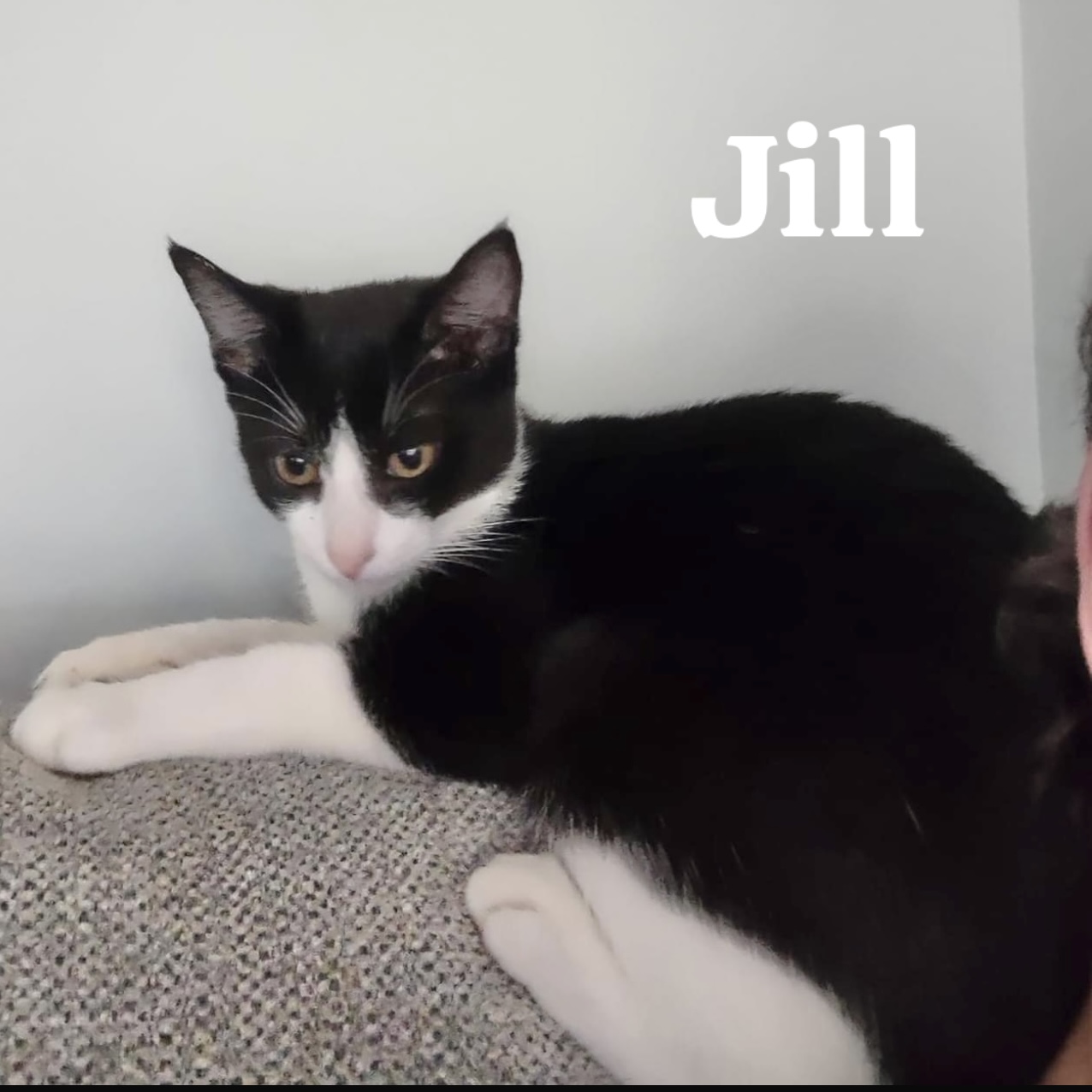 Jill, a Adoptable mixed breed in Pittstown, NJ image 5/6
