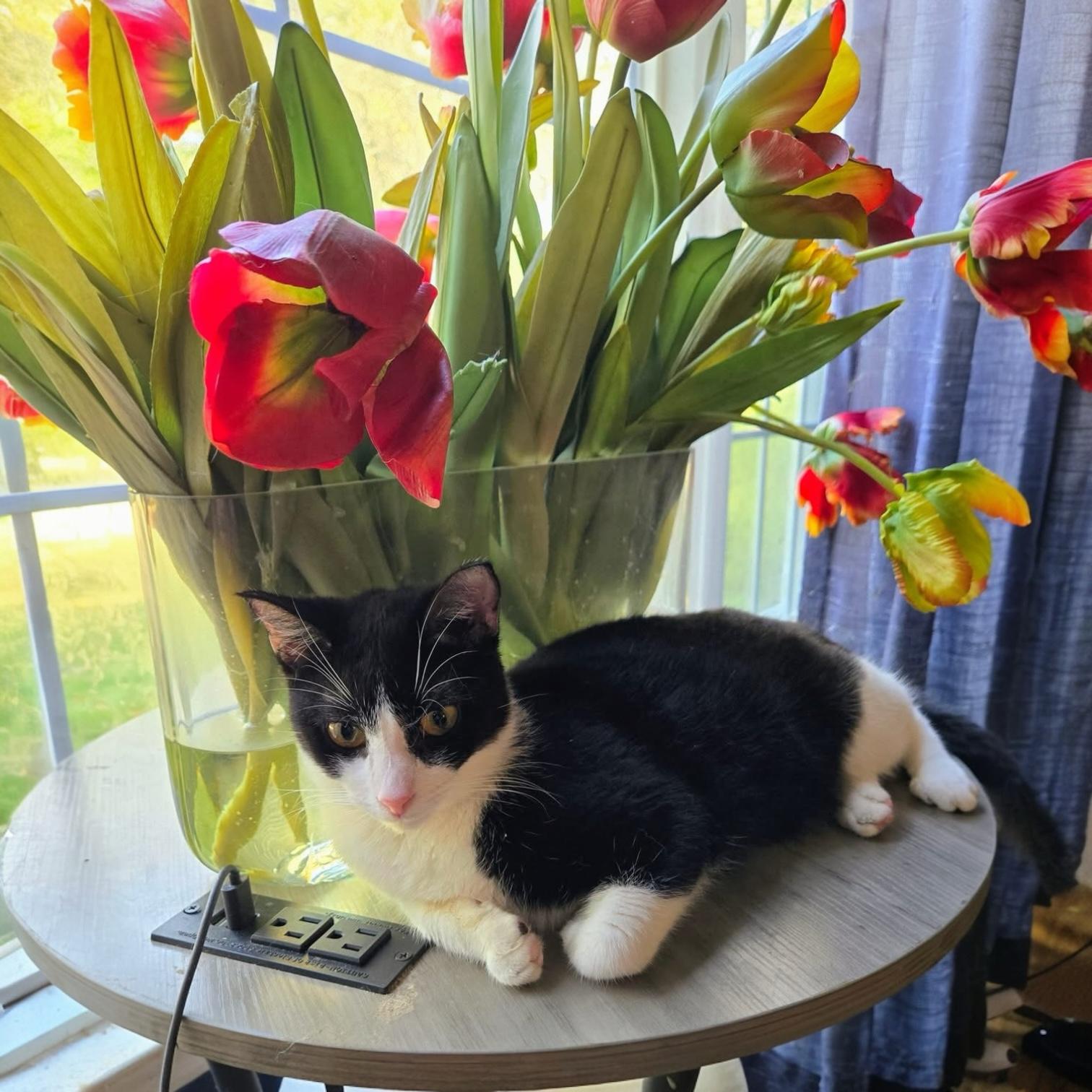 Jill, Adoptable, Young Female Domestic Short Hair & Tuxedo.