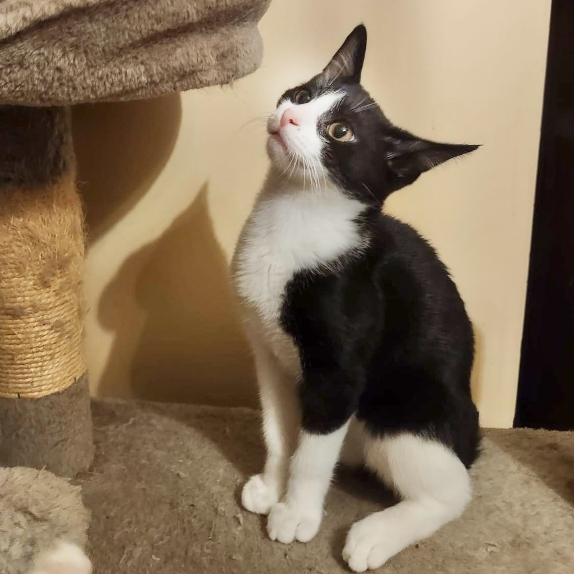 Jill, a Adoptable mixed breed in Pittstown, NJ image 6/6