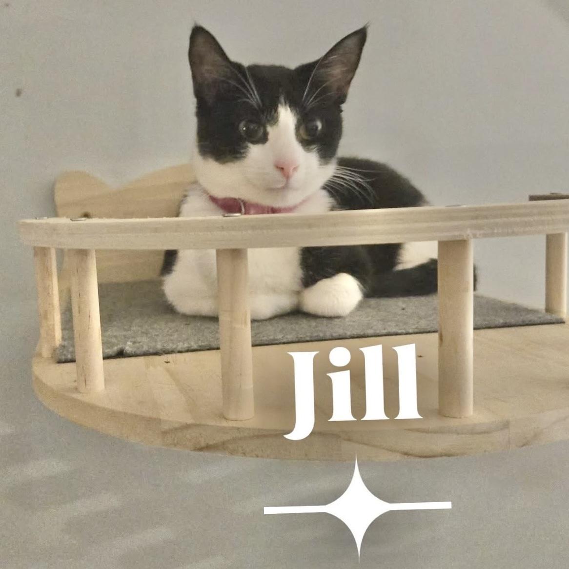 Jill, a Adoptable mixed breed in Pittstown, NJ image 2/6