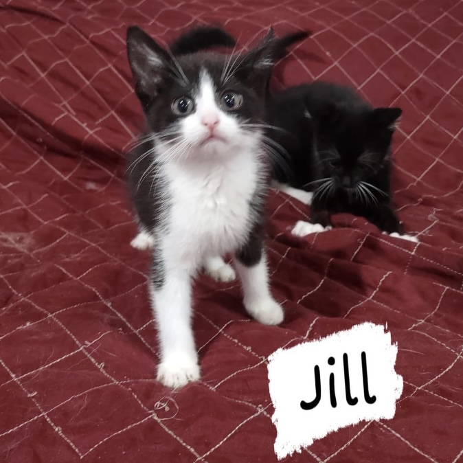 Jill 6