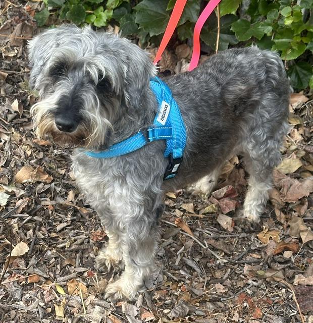 ADELA, a ADOPTABLE mixed breed in Bell Gardens, CA image 5/6