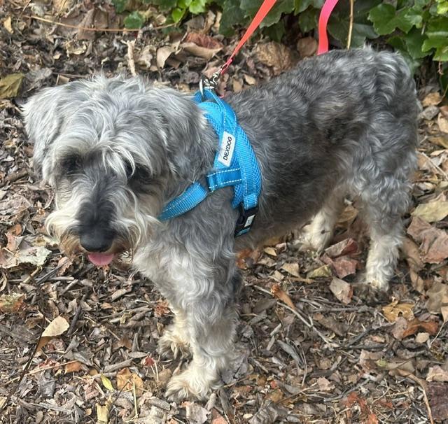 ADELA, a ADOPTABLE mixed breed in Bell Gardens, CA image 3/6