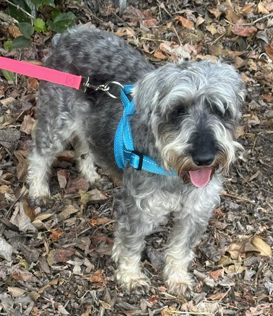 ADELA, ADOPTABLE, Young Female Miniature Schnauzer.