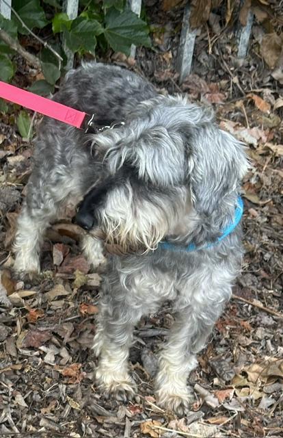 ADELA, a ADOPTABLE mixed breed in Bell Gardens, CA image 2/6