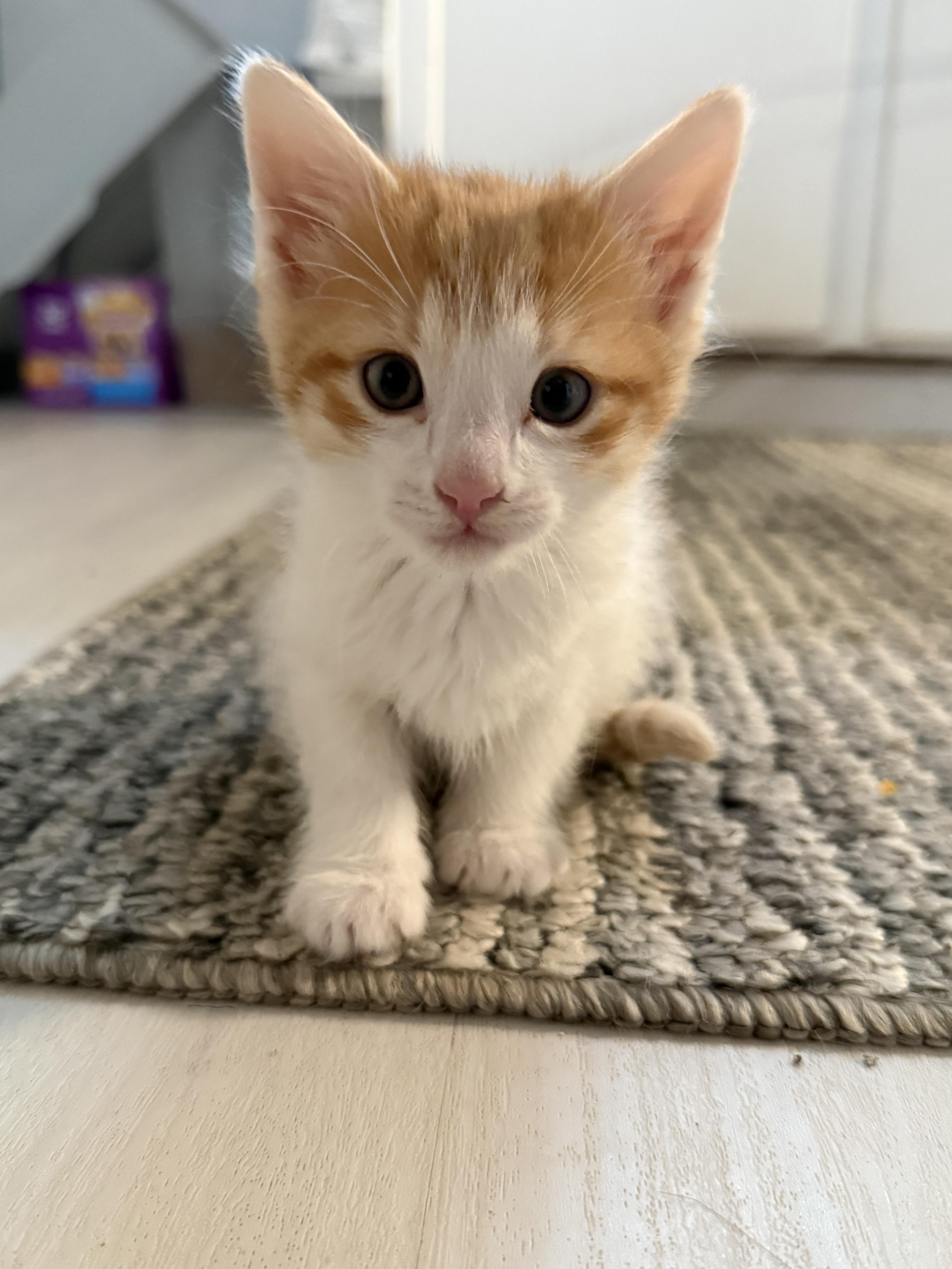 Mars, ADOPTABLE, Kitten Male Domestic Short Hair.