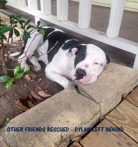 Enlarge Dylan, a Adopted mixed breed in Houston, TX image 2/4