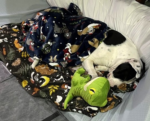 Enlarge Dylan, a Adopted mixed breed in Houston, TX image 4/4