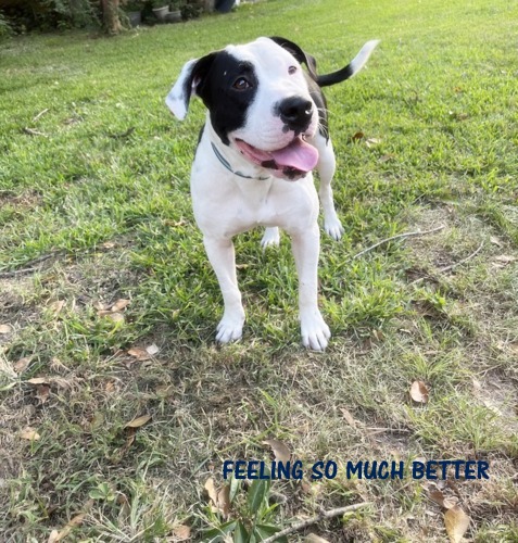 Enlarge Dylan, a Adopted mixed breed in Houston, TX image 1/4