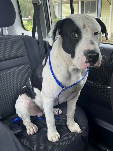 Enlarge Dylan, a Adopted mixed breed in Houston, TX image 3/4