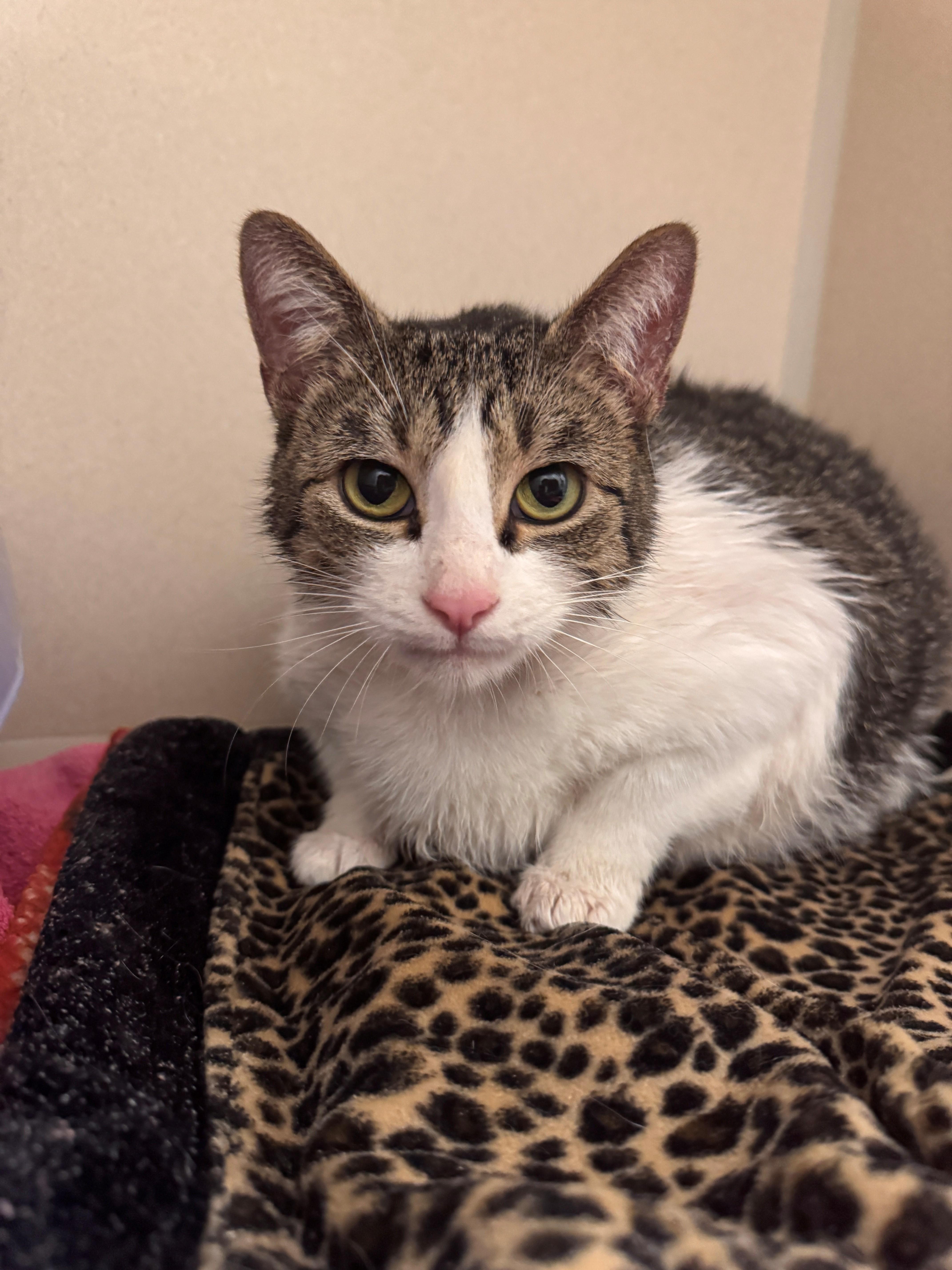 Karma, Adoptable, Adult Female Domestic Short Hair.