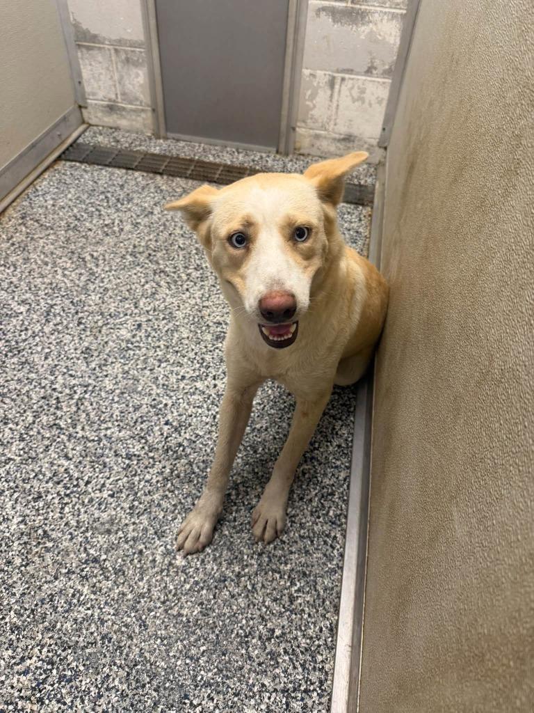 Sunoco dog, Adoptable, Young Female Husky.