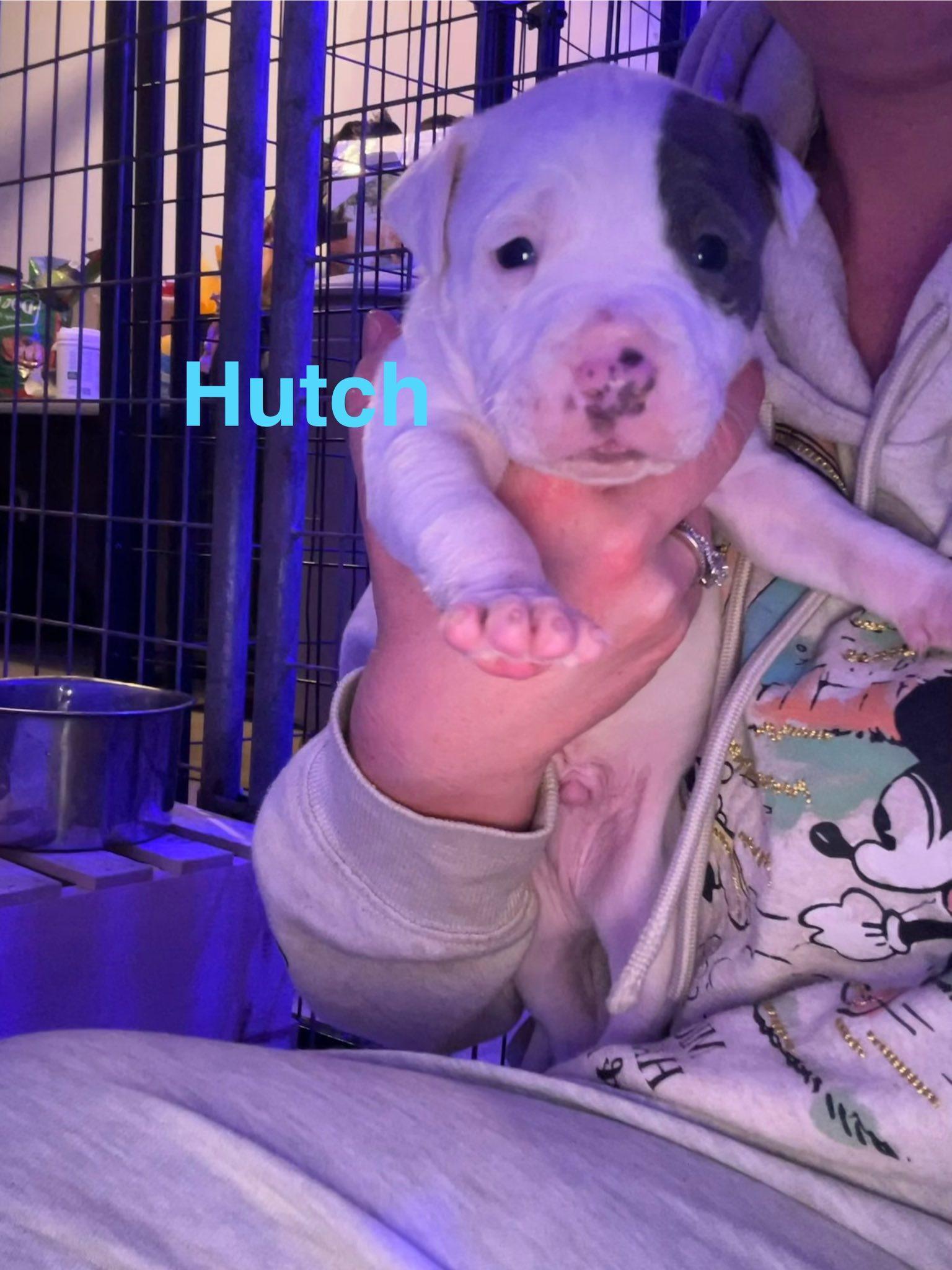 Hutch, Adoptable, Puppy Male Pit Bull Terrier.