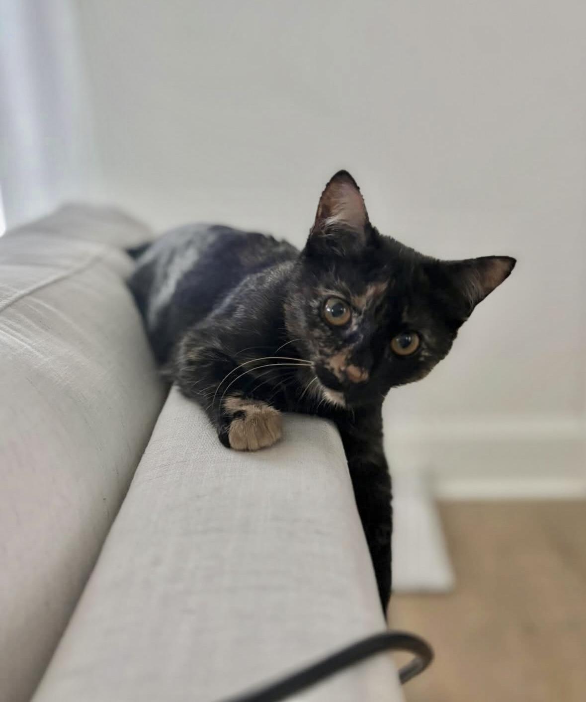 Enlarge Gretchen and Cady, an adopted Domestic Short Hair in New Orleans, LA image 5/6