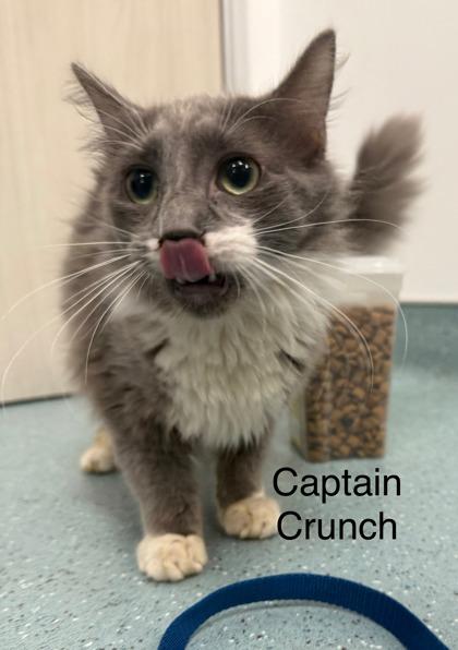 Captain Crunch, Adoptable, Kitten Male Domestic Short Hair & Domestic Short Hair.