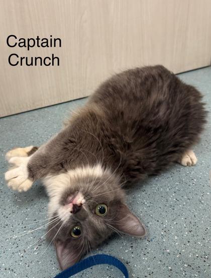 Captain Crunch, Adoptable, Adult Male Domestic Medium Hair & Domestic Short Hair.