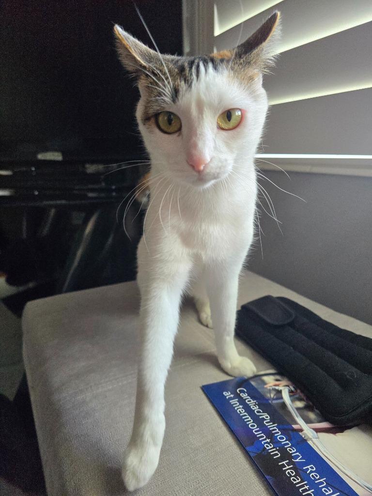 Kiwee, Adoptable, Adult Female Domestic Short Hair.