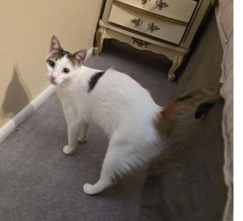 Enlarge Kiwee, a Adoptable mixed breed in Salt Lake City, UT image 2/3