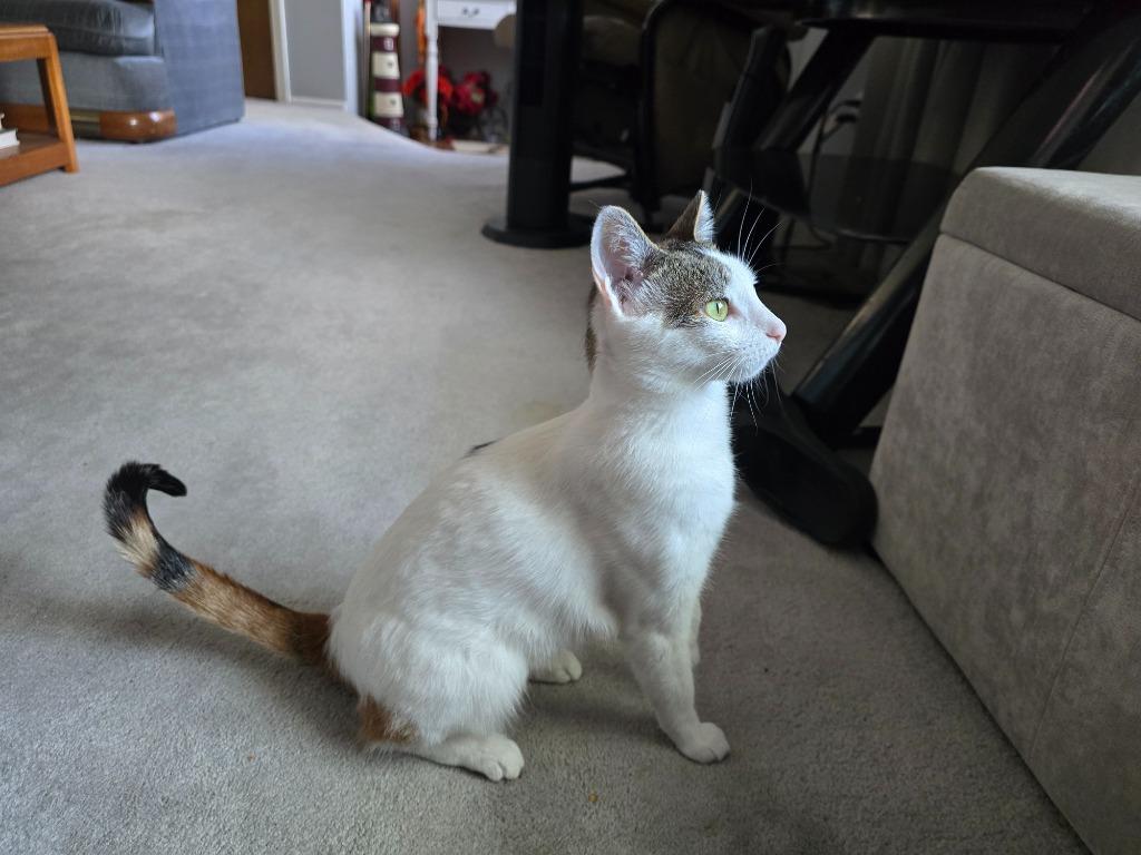 Enlarge Kiwee, a Adoptable mixed breed in Salt Lake City, UT image 3/3