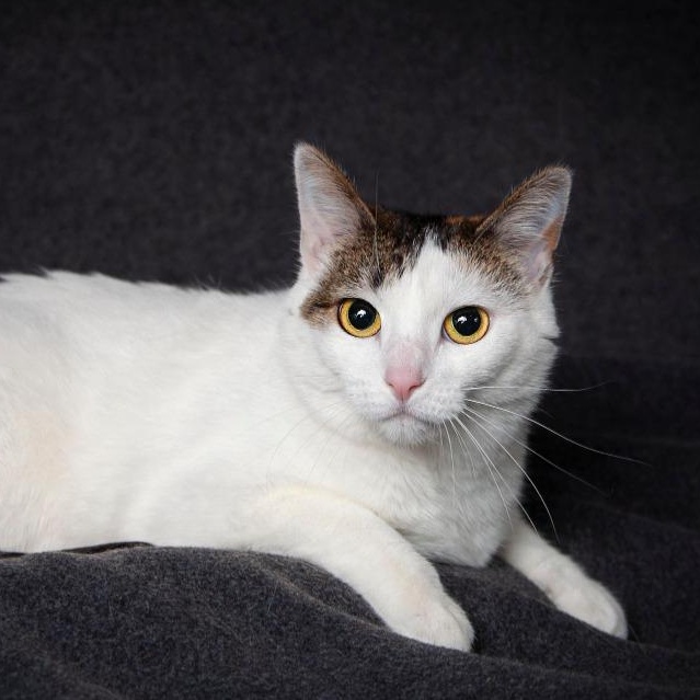 Kiwee, Adoptable, Adult Female Domestic Short Hair.