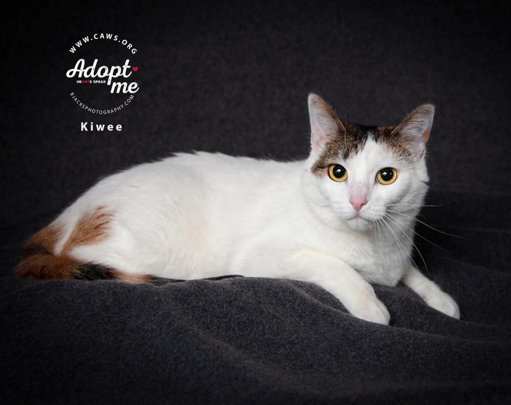 Enlarge Kiwee, a Adoptable mixed breed in Salt Lake City, UT image 4/4