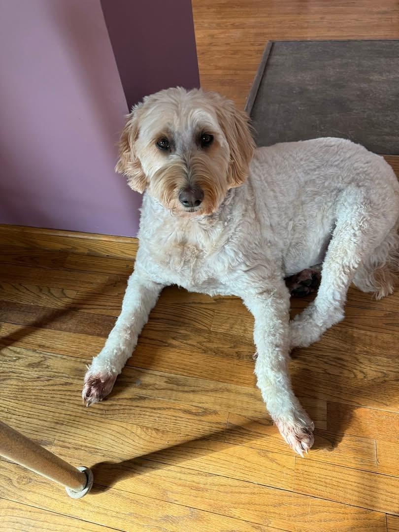 Kaycee, ADOPTABLE, Adult Female Goldendoodle.