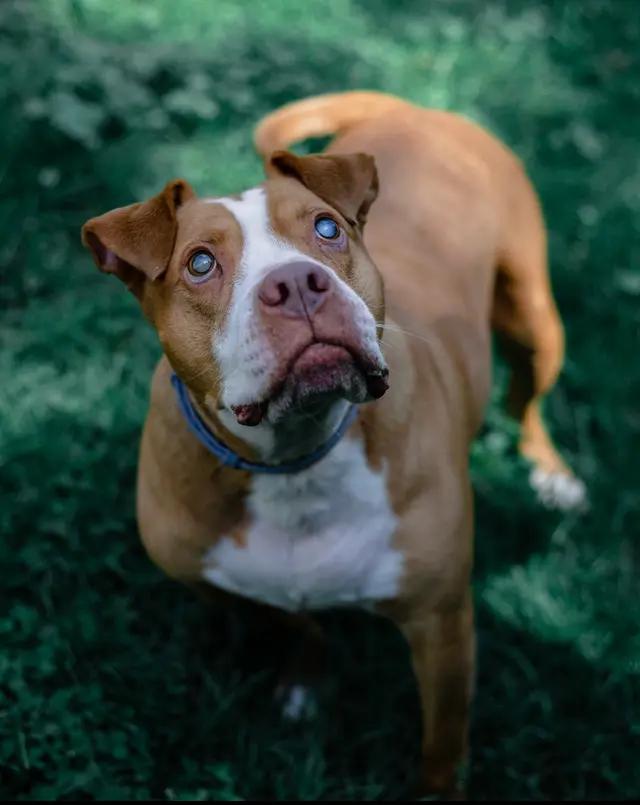 Enlarge Rhea, a ADOPTABLE mixed breed in Stahlstown, PA image 2/3