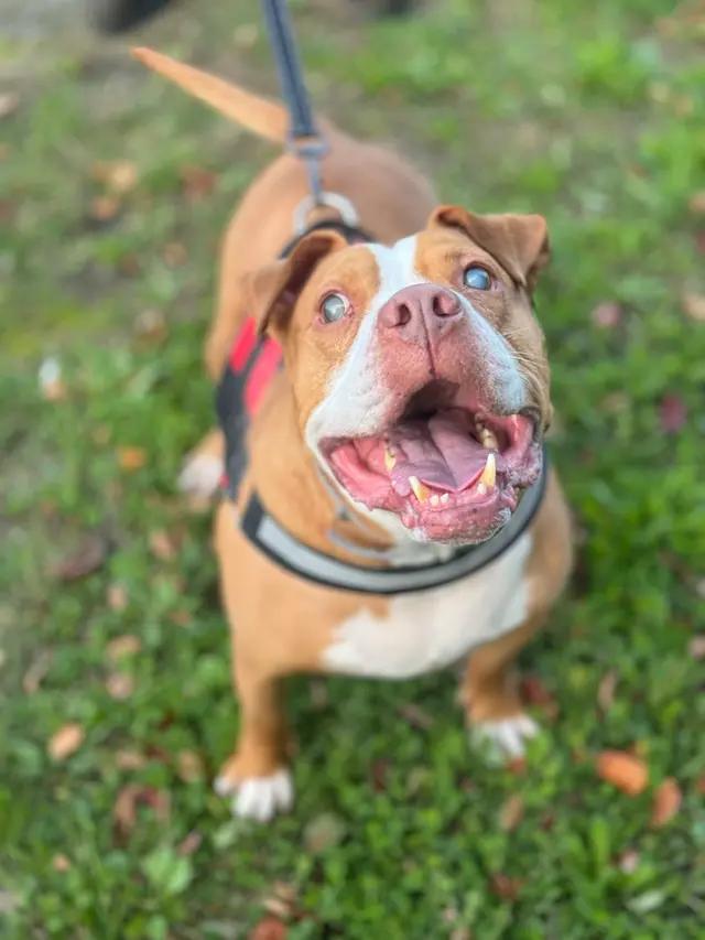 Rhea, ADOPTABLE, Senior Female American Staffordshire Terrier.