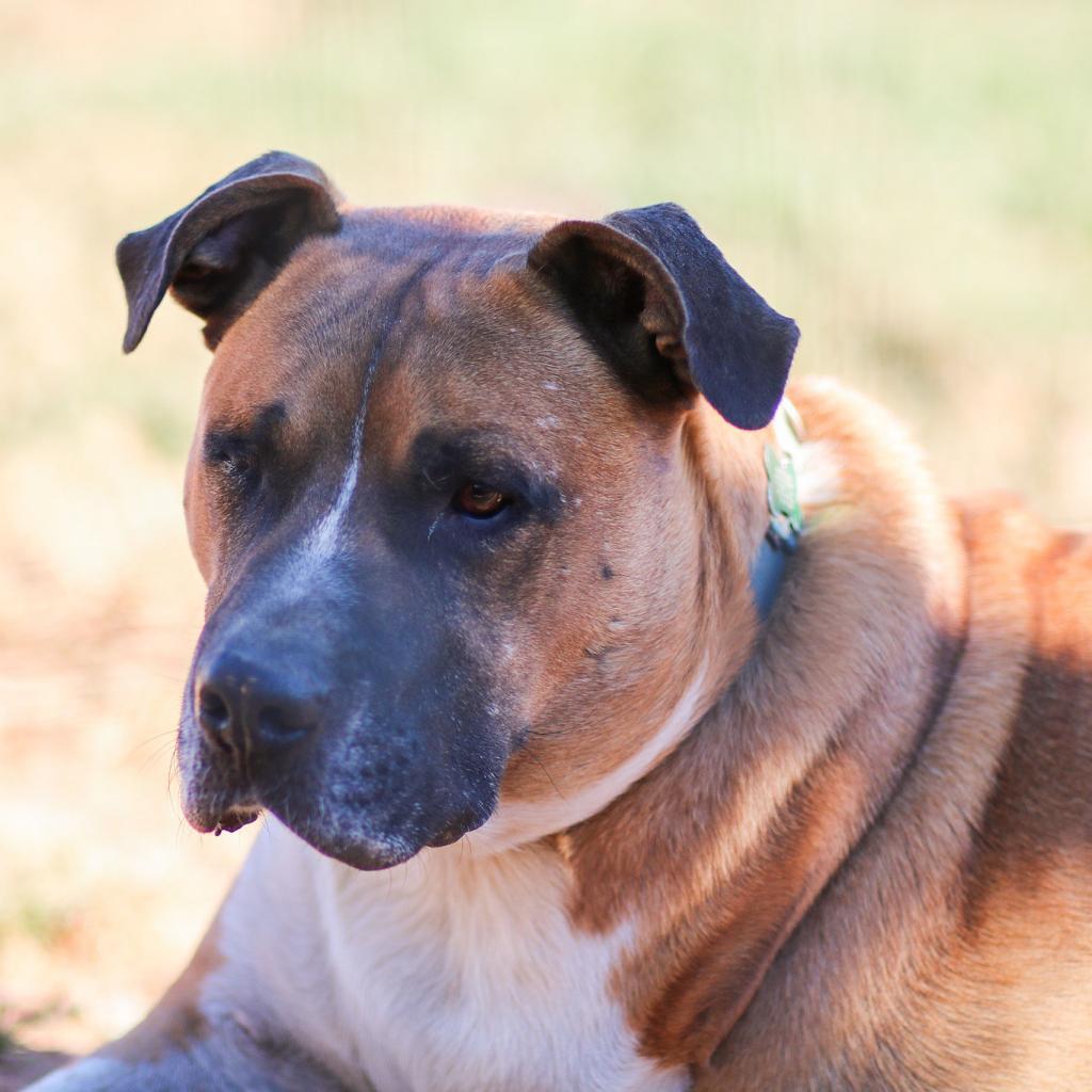 Enlarge Mitch, a Adoptable mixed breed in Natchitoches, LA image 1/6