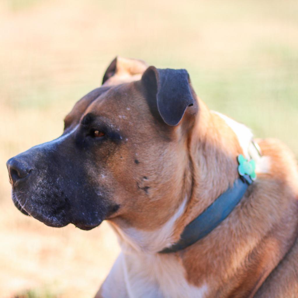 Enlarge Mitch, a Adoptable mixed breed in Natchitoches, LA image 2/6