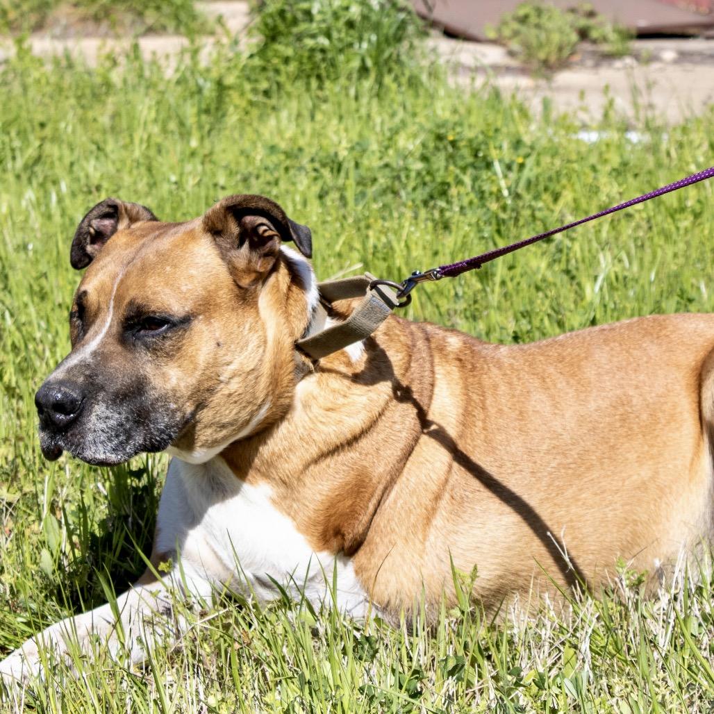 Enlarge Mitch, a Adoptable mixed breed in Natchitoches, LA image 3/6