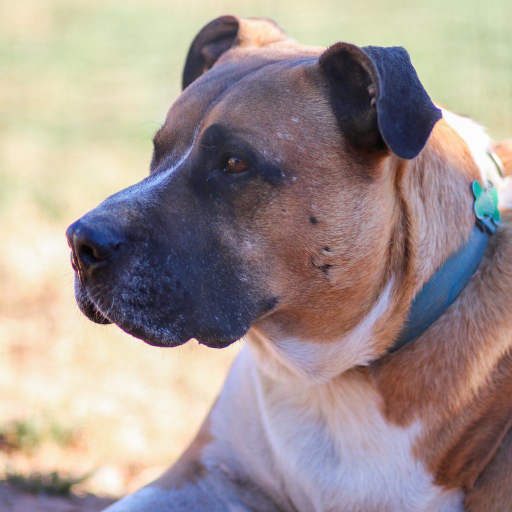 Enlarge Mitch, a Adoptable mixed breed in Natchitoches, LA image 4/6